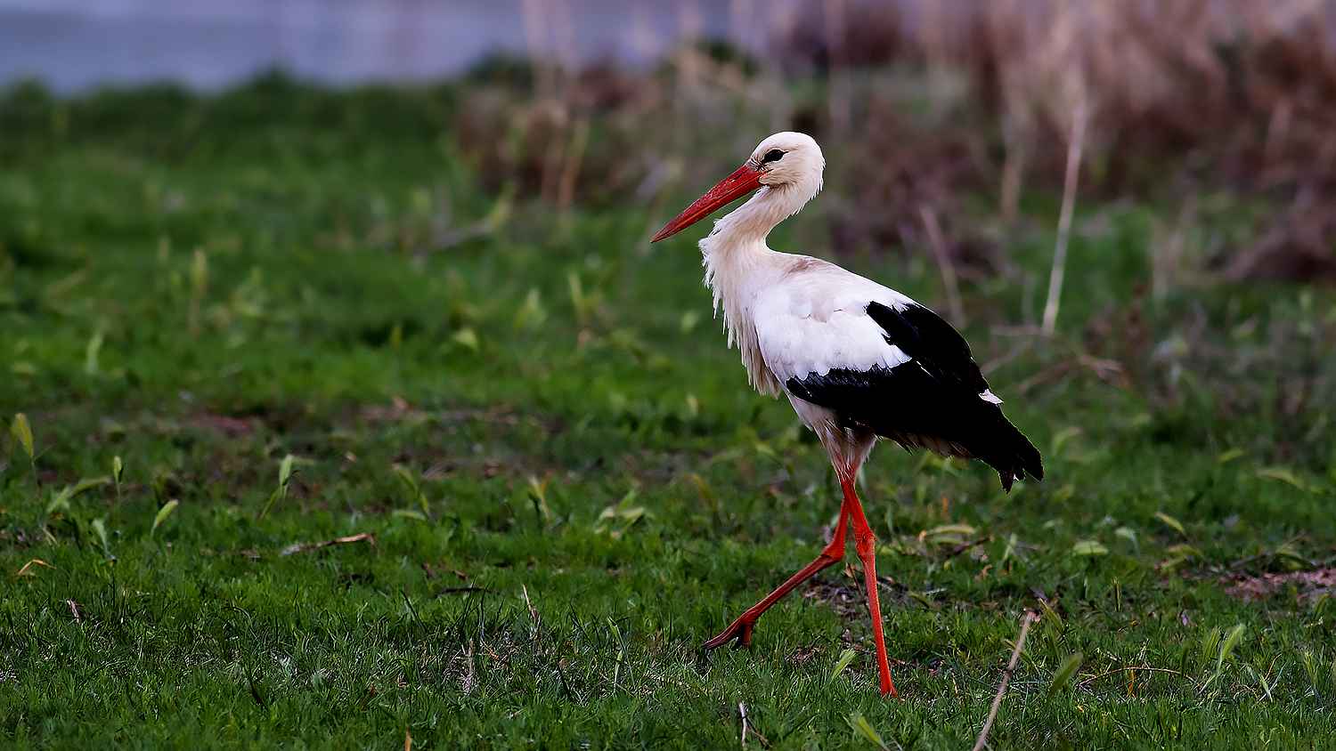White Stork